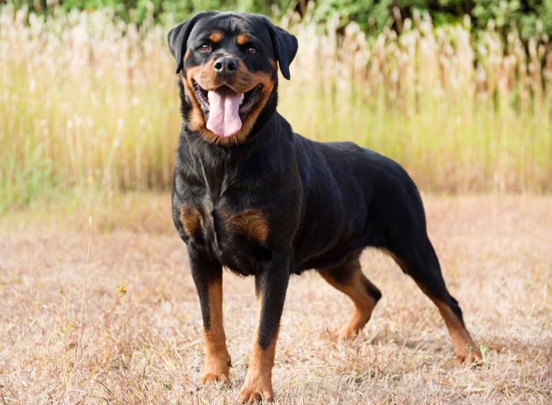 young rottweiler in nature